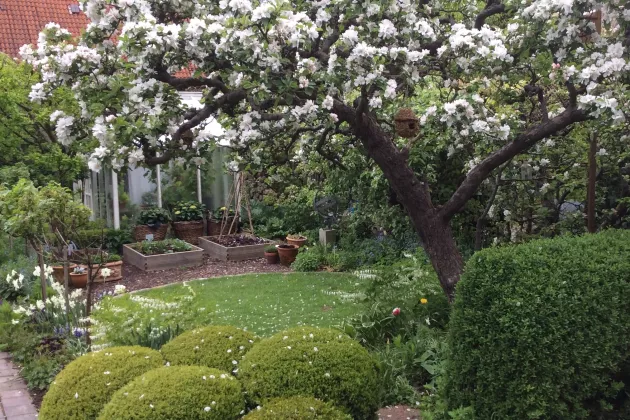 Äppelblom av Christel Kvantjpg En prunkande trädgård med ett blommande äppelträd