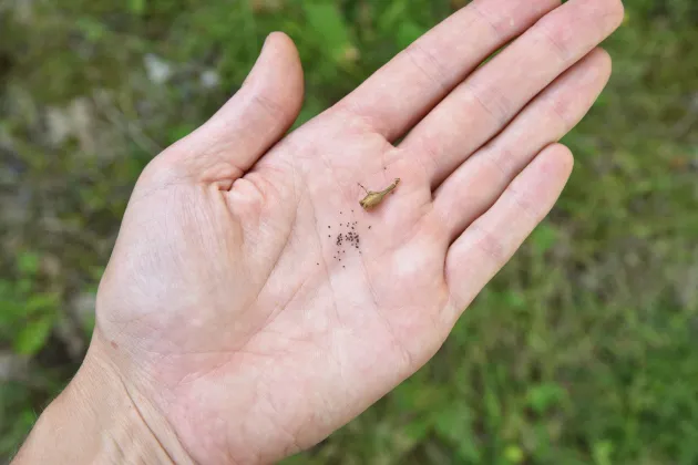 Tjärblomster.JPG En hand som håller frön från en tjärblomster