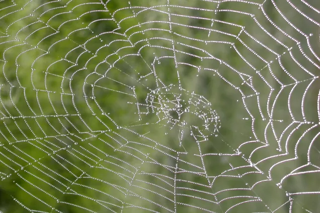 Närbild på spindelnät. Foto: Juliana Dänhardt